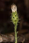 Georgia aster